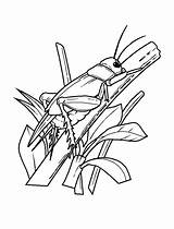 Cricket  Insects Kids Coloring Pages sketch template