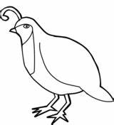 Quails coloring Pages  Free Coloring sketch template