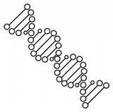 RNA And DNA Worksheet coloring Page  Free Printable Coloring Pages sketch template