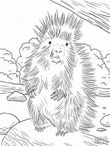 Porcupines Coloring Pages  ColoringBay sketch template