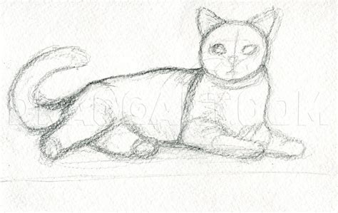 Cats To Draw Step By Step
