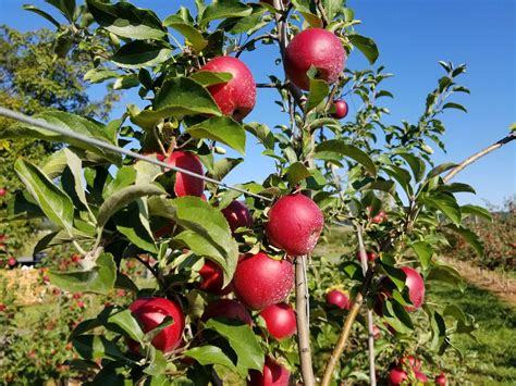 Crimson Crisp Apples - Catoctin Mountain Orchard - Catoctin Mountain ...