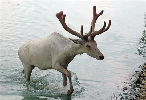 File:Caribou from Wagon Trails.jpg - Wikipedia