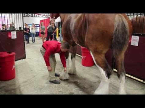 Behind the Scenes with the Budweiser Clydesdales - YouTube | Budweiser clydesdales, Clydesdale ...