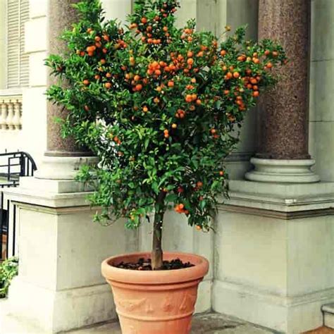 Best Potted Trees For Patio Privacy - Patio Ideas