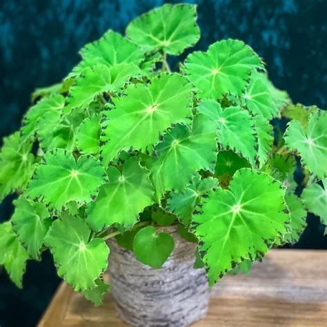 Types Of Begonia House Plants