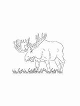 Elk coloring pages sketch template