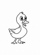 Simple Duckling Coloring Page  Free Printable Pages sketch template