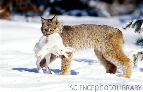 Niche - ENDANGERED: The Canadian Lynx