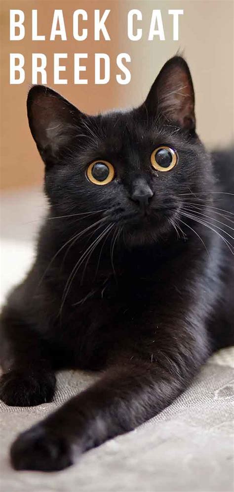 Black Cat Breeds - Which Ones Make The Best Pets?