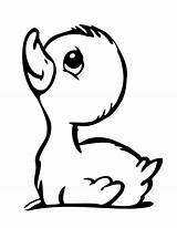 Duck Coloring Pages  Best For Kids sketch template