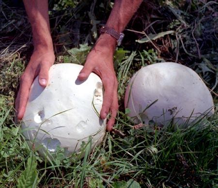 Edible Mushrooms: Giant Puffball (Calvatia gigantea) – KarensGardenTips.com