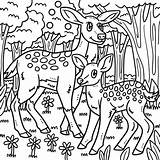 Baby Deer Coloring Pages sketch template