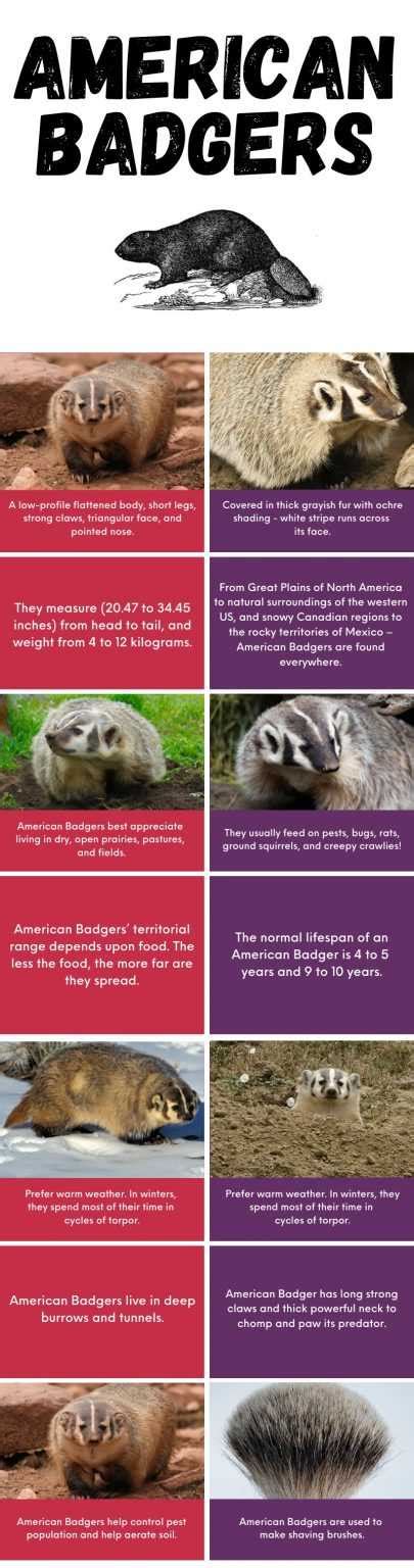 About American Badger - Behavior, Diet, Characteristics, & Facts