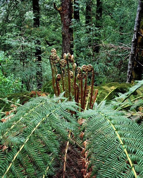 Tree Fern In Temperate Rainforest Photograph by Simon Fraser/science Photo Library | Fine Art ...