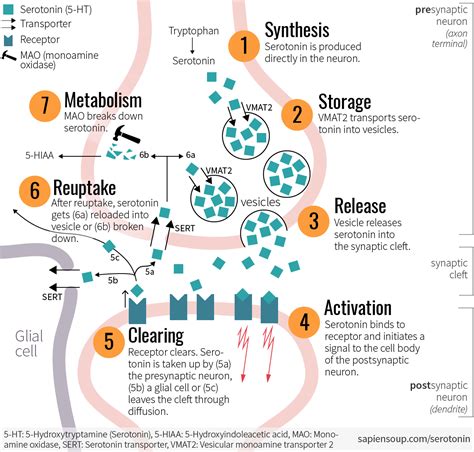 Psychedelic Drugs and the Serotonergic System – Sapiensoup Blog