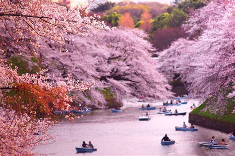 The Best Places to See Cherry Blossoms in Tokyo | Genki Mobile Blog