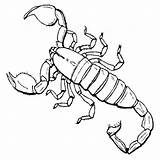Scorpion 12 Coloring Page  Free Printable Pages For Kids sketch template