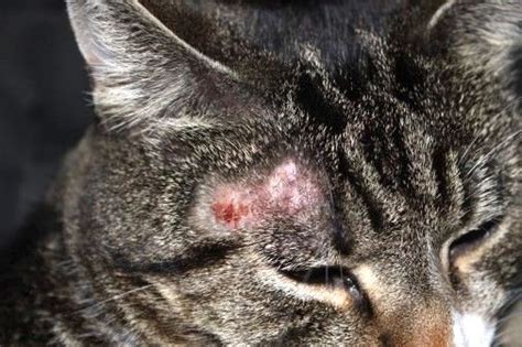 How to Bathe a Cat with Ringworm - Kitty Devotees