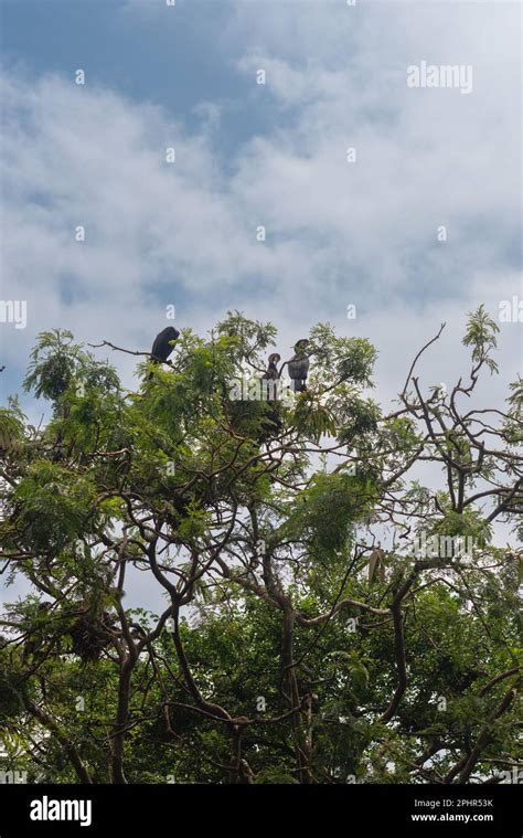 Karanji Nature Park Mysore Karnataka India September 1 2022 Birds on ...