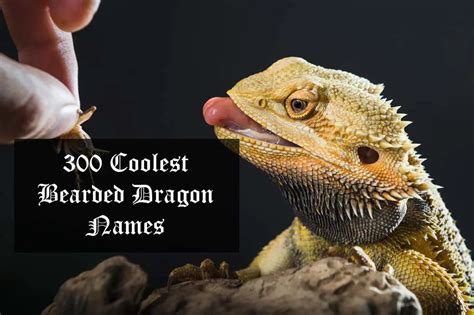 300 Cool & Cute Female and Male Bearded Dragon Names | ExoPetGuides