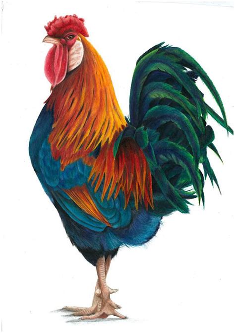 Original Colour Pencil Drawing ‘Cockerel’ - agrohort.ipb.ac.id