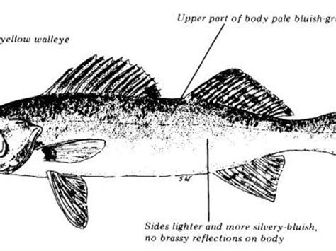 Blue pike extinct, but did they ever really exist?