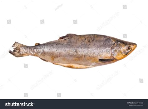 Old Unhealthy Poor Quality Fish Isolated Stock Photo 1650948733 ...