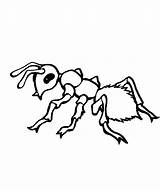 Ant Coloring Pictures Pages sketch template