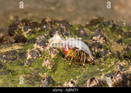 A Hermit Crab (Pagurus bernhardus) in a clear glass shell Stock Photo - Alamy