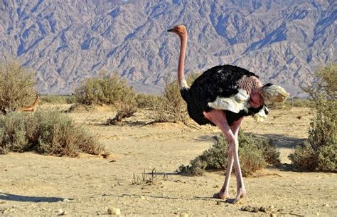 The Desert Animals of Israel - Wildlife Habitats of the Holy Land