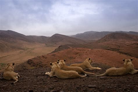 Vanishing Kings: Desert Lions of Namib - National Geographic for everyone in everywhere