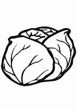 Cabbage Coloring Page sketch template