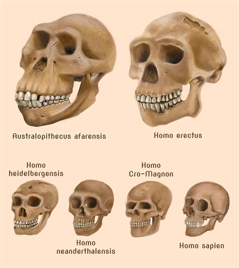 Homo Neanderthalensis Skull Drawing