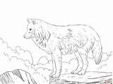 Realistic Wolf Coloring Pages To Print  Home sketch template