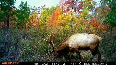 Rocky Mountain Elk Hunting in Kentucky | Elk Hollow Guide Service