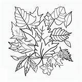 Print Fall Leaves coloring Page  Download Or Color Online For Free sketch template