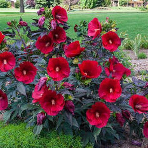 Red Hibiscus | Hibiscus plant, Hardy hibiscus, Growing hibiscus