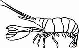 Lobster Claw Drawing At GetDrawings  Free Download sketch template