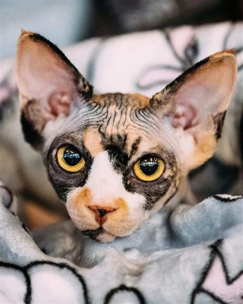 Like many sphynx cats this calico sphynx has a little fur on her face #catsandkittens Beautiful ...