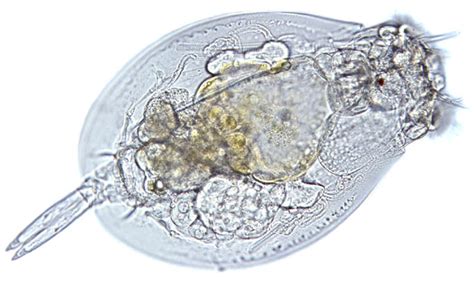 Rotifer gallery