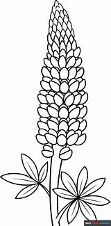 Lupine Coloring Page  Easy Drawing Guides sketch template