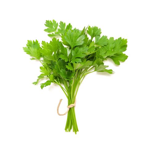 Coriander | Veggycation