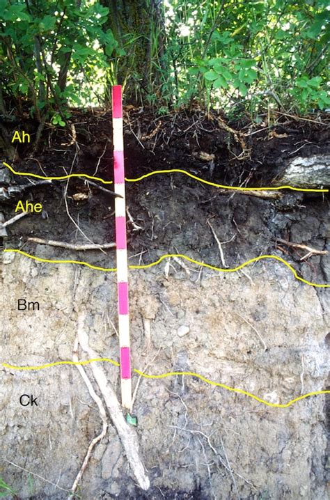 Chernozemic Order - Soils of Canada