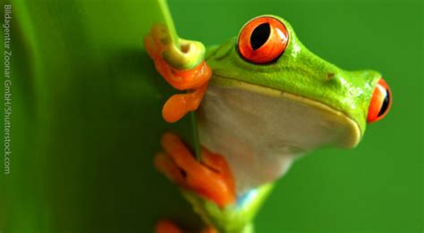 Red Eyed Tree Frog Facts For Kids: Information, Pics & Video