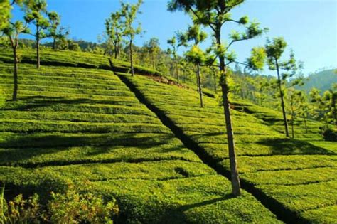 Tea plantation tours - Ooty: Get the Detail of Tea plantation tours on Times of India Travel