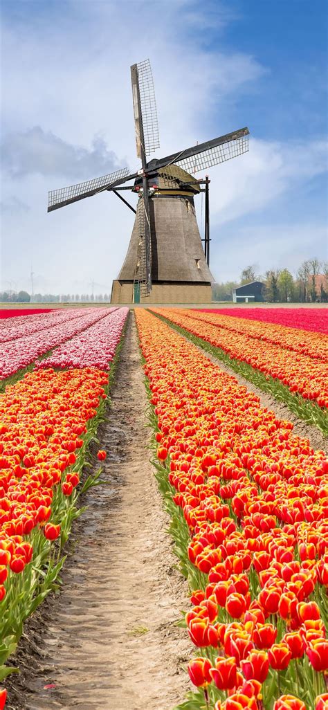 Tulip Fields of Netherlands iPhone X Wallpapers Free Download