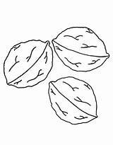 Free Printable Walnut Coloring Page PDF sketch template