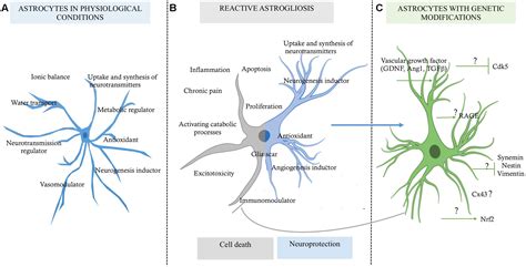 Frontiers | The Role of Astrocytes in Neuroprotection after Brain Stroke: Potential in Cell ...