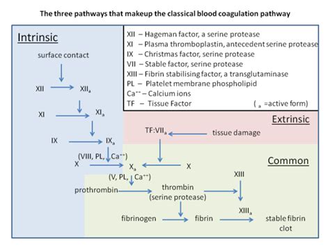 Difference Between Intrinsic and Extrinsic Pathways in Blood Clotting ...